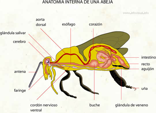 Anatomia interna de una abeja